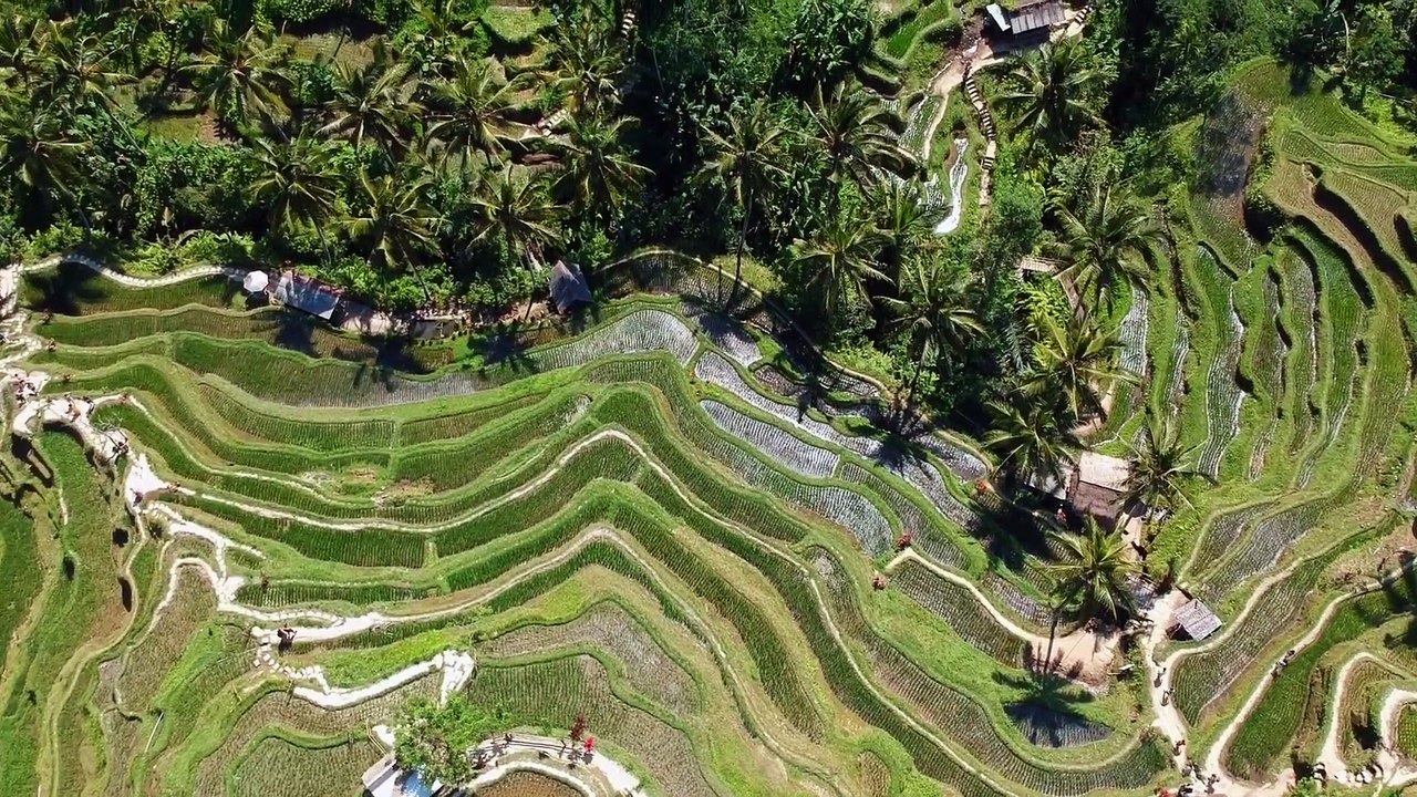 Drone view of beautiful green landscape