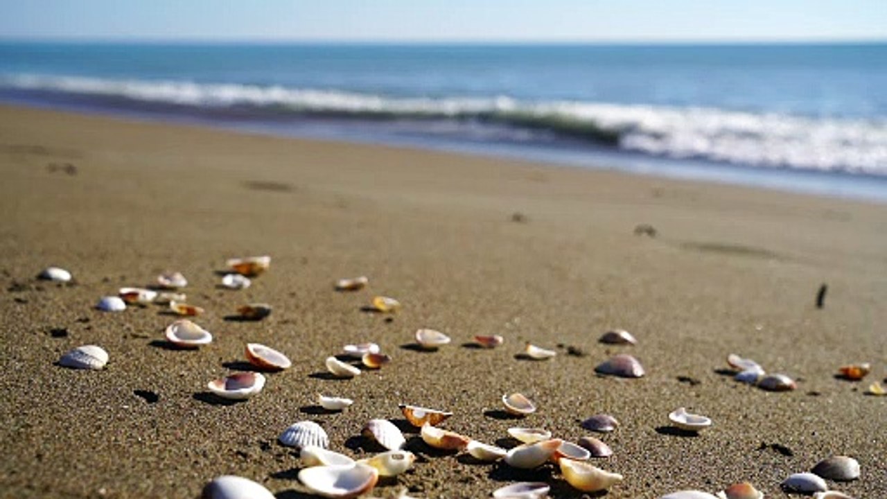 Video of beach shore