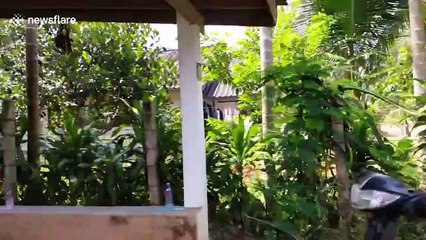 Thirsty cobra rescued after getting stuck in 20ft deep well