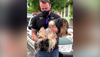 Cães de raça são encontrados em condição de maus-tratos são retirados de tutores