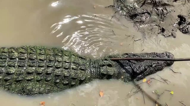 Ce crocodile sauvage adore les gratouilles sur le dos