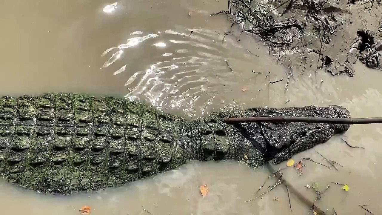 Ce crocodile sauvage adore les gratouilles sur le dos