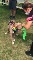 Animal Shelter Celebrates Dog Going Home After 500 Days