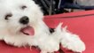 Maltese Puppies Make An Adorable Escape
