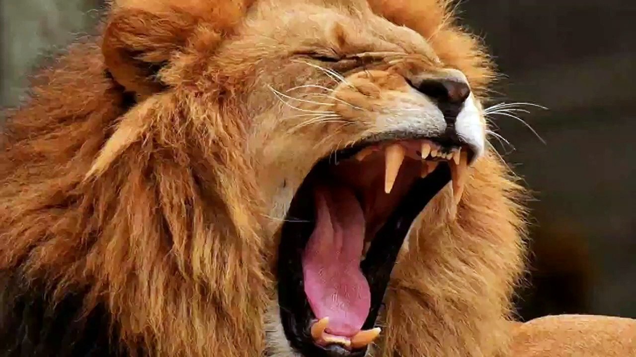 Can Snake Kill Lion?