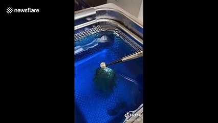 So satisfying! Alabama jeweler uses 'forbidden Gatorade' to restore maximum luster