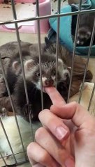 Ferret Babies Playfully Nibble on a Finger