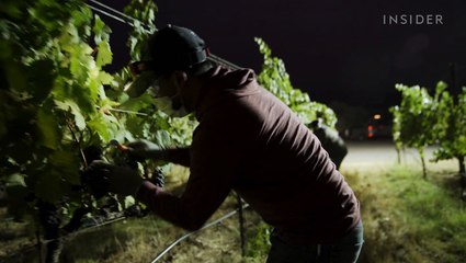 California winemakers are racing to salvage their grape harvests before wildfires destroy them