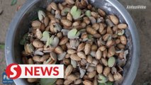 Almond helps Xinjiang farmers find way out of poverty