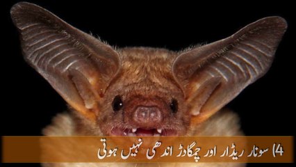 chamgadar ke baare mein jankari|Batand Coronavirus| کرونا وائرس اور چمگادڑ | Urdu, Hindi | AMC info