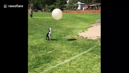 Hilarious fail! Dog loses battle with medicine ball