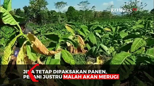 Kesal Harga Anjlok!! Petani Tembakau Rusak Tanamannya