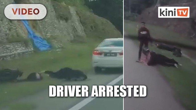 Driver of white Toyota arrested of alleged hit and run on Karak