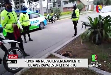 Surco: encuentran a gavilán con signos de envenenamiento cerca a parque