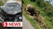 Elephant calf crossing Kota Tinggi-Mersing road killed by car