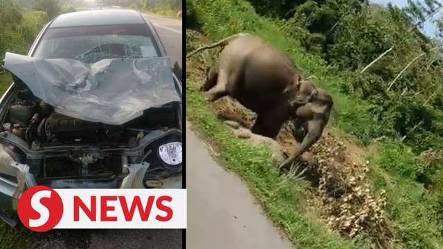Elephant calf crossing Kota Tinggi-Mersing road killed by car
