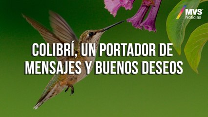 Colibrí, un portador de mensajes y buenos deseos