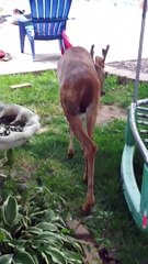 Leo the Cat and Wild Deer are Best Buds