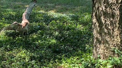 Falcon And Snake Fight With Each Other in Park