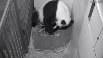 It’s a… Panda! Smithsonian's National Zoo Celebrates Birth of Giant Panda Cub