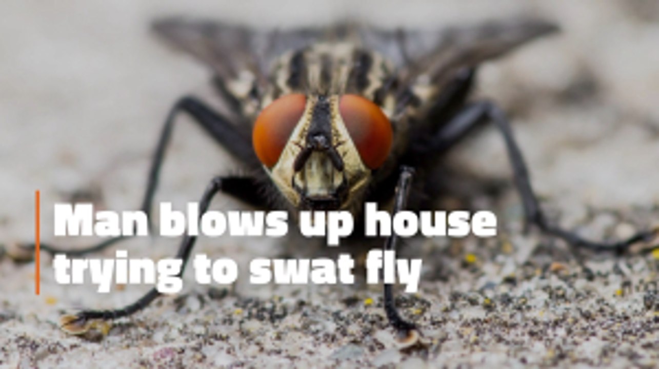 The Fly That Caused An Explosion