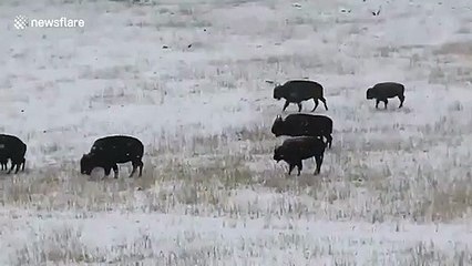 Watch Buffalo herd brave one of the earliest snow events ever to have hit parts of Colorado in record-breaking cold plunge