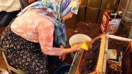 Çam balı üretiminde yüzde 35-40 kayıp: 'Fiyat 500 liranın üstünde olacak'