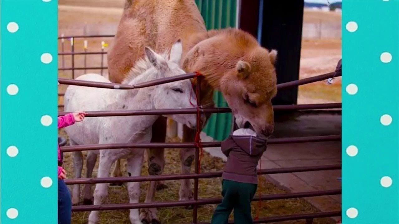 Funny Animals Trolling Babies And Kids 22 Funny Babies And Pets