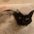Elle adopte un tout petit chaton qui adore les bains plus que tout au monde