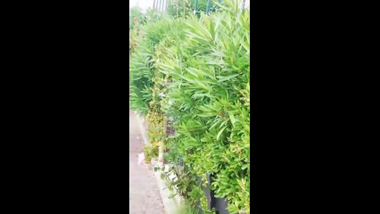 Video de la capture du jeune vautour fauve sur le port du Cap