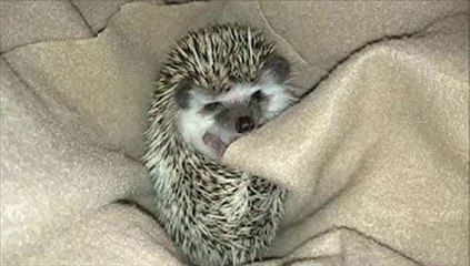 Throwback Thursday - My first video of my baby Hedgehog