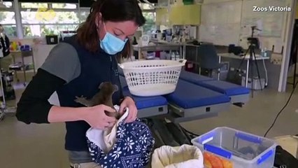 This Baby Koala Was Rescued After Her Mother Was Killed