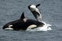 En Galicia: Un velero de la Armada es atacado por un grupo de orcas en las Rías Bajas