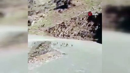 Milli Savunma Bakanlığı’ndan dağ keçileri paylaşımı