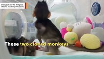 How these monkeys were cloned