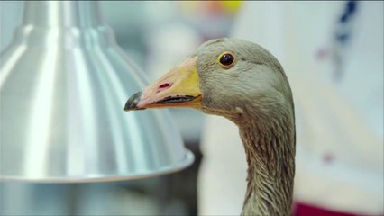 La Cuisine / Кухня (Kukhnya) S01E03 VOSTFR