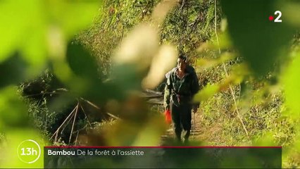 Chine : le bambou s’invite en cuisine