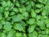 Everything You Need to Know About Basil