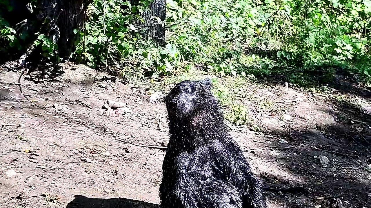 Bear Takes a Shower Happily