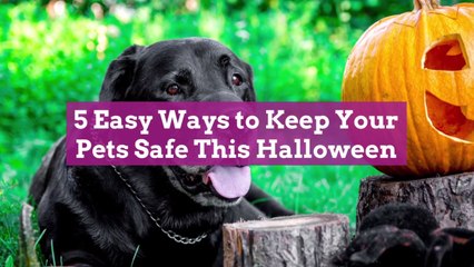 5 Easy Ways to Keep Your Pets Safe This Halloween