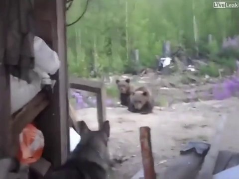 Quand les oursons sont là, maman n'est jamais très loin