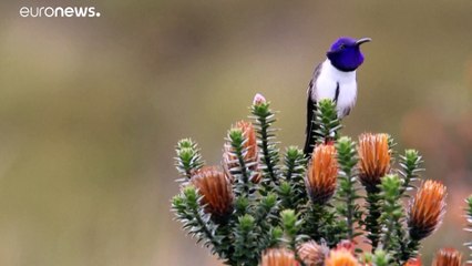 Kolibris: Lauter als der Wind