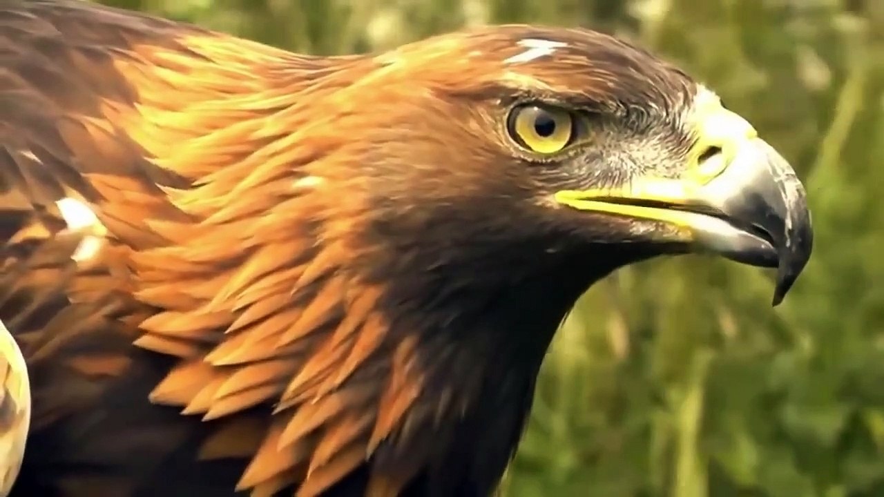 الأم الفهد تنتقم من قاتل ابنها شر الانتقام