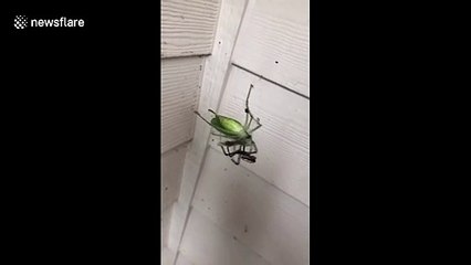 Intriguing moment giant spider mauls leaf bug in Georgia