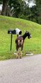 Goat Munches on Mail