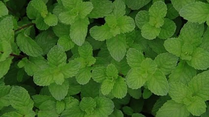 How to Store Fresh Mint