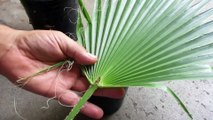 Como Sembrar Semillas de Palmera Mexicana Para Germinar |Mexican Palm|