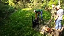 Onça parda capturada em Quedas do Iguaçu é devolvida à natureza