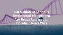 750 Million Genetically Engineered Mosquitoes Are Being Released in Florida—Here's Why