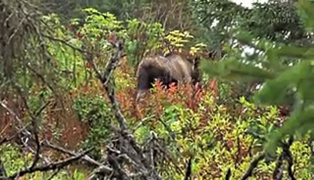 What happens to animals during wildfires